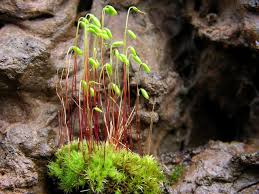 Attēlu rezultāti vaicājumam “Pohlia nutans”