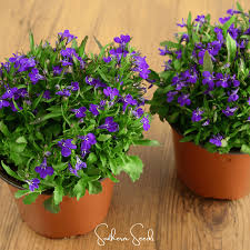 Image result for Lobelia erinus