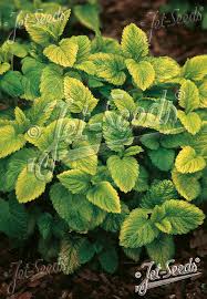 Attēlu rezultāti vaicājumam “Melissa officinalis”