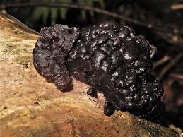 Attēlu rezultāti vaicājumam “Ascotremella faginea”