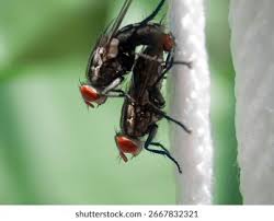 Attēlu rezultāti vaicājumam “Sarcophagidae”