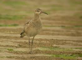 Image result for Numenius minutus