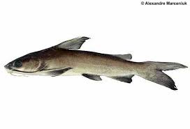 Image result for Ariopsis felis