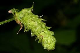 Attēlu rezultāti vaicājumam “Humulus lupulus bud”