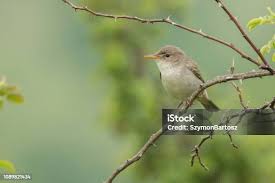 Image result for Hippolais olivetorum