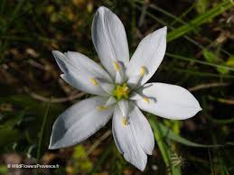 Attēlu rezultāti vaicājumam “Ornithogalum umbellatum flower”