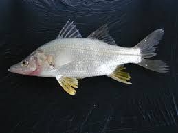 Image result for Centropomus parallelus