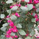 Attēlu rezultāti vaicājumam “Cotoneaster multiflorus leaf”