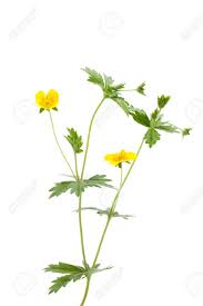 Image result for Potentilla erecta