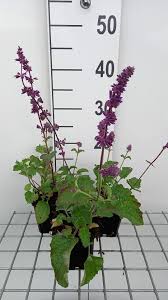 Attēlu rezultāti vaicājumam “Salvia verticillata”