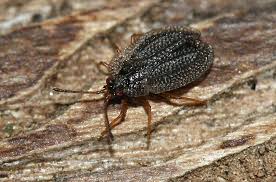 Attēlu rezultāti vaicājumam “Acalypta carinata”