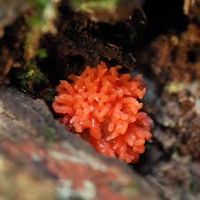 Attēlu rezultāti vaicājumam “Tubifera ferruginosa (subsp. ferruginosa) young”