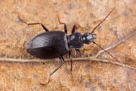 Attēlu rezultāti vaicājumam “Limodromus assimilis”