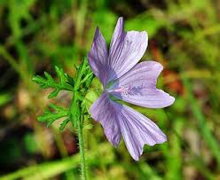 Image result for Malva alcea