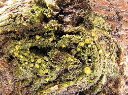 Attēlu rezultāti vaicājumam “Orbilia sp.”