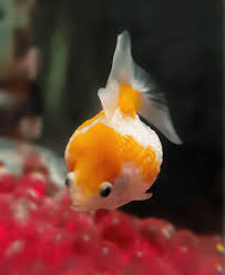 Image result for 金魚