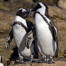 Image result for Spheniscus demersus