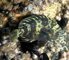 Image result for Schedophilus ovalis