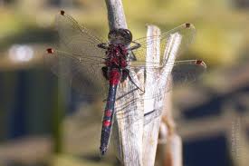 Attēlu rezultāti vaicājumam “Leucorrhinia rubicunda”