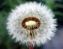 Attēlu rezultāti vaicājumam “Taraxacum officinale aggr.”