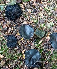 Attēlu rezultāti vaicājumam “Phleogena faginea sessile”