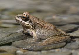 Attēlu rezultāti vaicājumam “Ranidae”