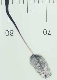 Attēlu rezultāti vaicājumam “Comatricha laxa young”