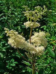 Attēlu rezultāti vaicājumam “Filipendula ulmaria  flower”