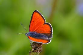 Attēlu rezultāti vaicājumam “Lycaena hippothoe male”