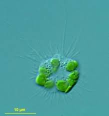 Attēlu rezultāti vaicājumam “Neckera complanata sporophyte”