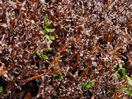 Attēlu rezultāti vaicājumam “Cetraria ericetorum”