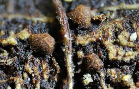 Attēlu rezultāti vaicājumam “Licea minima macro”