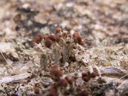 Attēlu rezultāti vaicājumam “Cladonia botrytes”