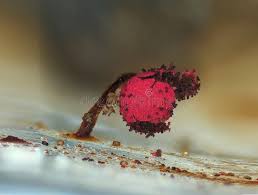 Attēlu rezultāti vaicājumam “Physarum decipiens spores”