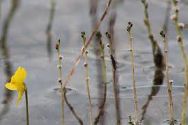 Attēlu rezultāti vaicājumam “Utricularia minor flower”