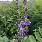 Attēlu rezultāti vaicājumam “Galega orientalis fruit”