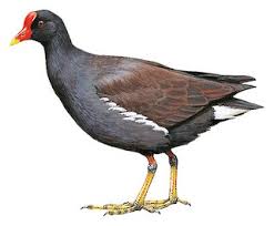 Image result for Gallinula chloropus