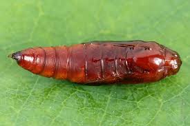 Attēlu rezultāti vaicājumam “Udea prunalis”