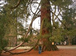 Image result for Mammutbaum