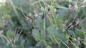 Attēlu rezultāti vaicājumam “Erodium cicutarium leaf”