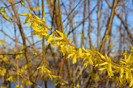 Attēlu rezultāti vaicājumam “Forsythia intermedia”