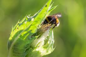 Attēlu rezultāti vaicājumam “Psithyrus sylvestris”