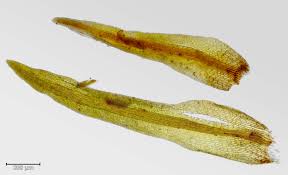 Attēlu rezultāti vaicājumam “Seligeria donniana”