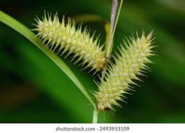 Attēlu rezultāti vaicājumam “Carex ornithopoda fruit”