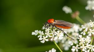 Attēlu rezultāti vaicājumam “Dictenidia bimaculata male”