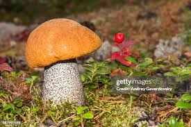 Attēlu rezultāti vaicājumam “Leccinum aurantiacum”