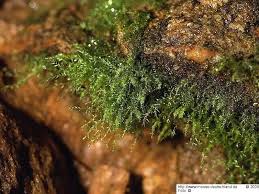 Attēlu rezultāti vaicājumam “Pohlia proligera”