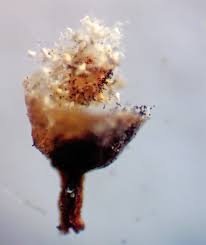 Attēlu rezultāti vaicājumam “Craterium aureonucleatum young”