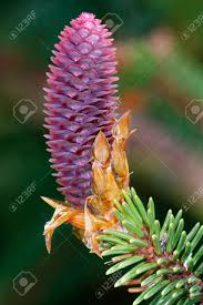 Attēlu rezultāti vaicājumam “Picea abies female flower”