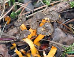 Attēlu rezultāti vaicājumam “Cantharellus lutescens”